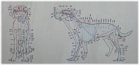 全身にツボがあります