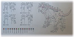 全ての指趾先にも!